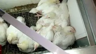 I put the chicken on duck eggs 🥚🦆🐔. I weighed the broiler.
