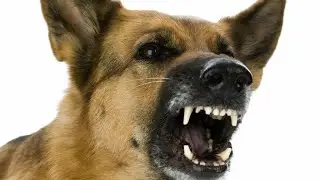 ВНЕЗАПНО ЛАЮ НА СОБАК и смотрю на их реакцию