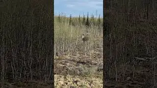Молодой лось