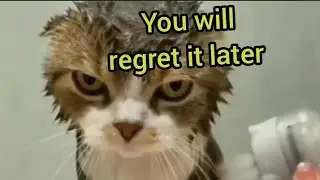 Funny Cats Speaking English Part 3