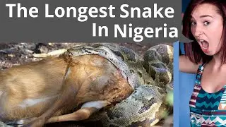 The Longest Snake In Nigeria - See What it Can Eat #shorts