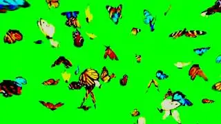 A bunch of butterflies green screen free to use #free #greenscreen #effect #chromakey #freeeffects