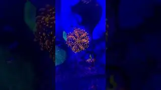 Рикордея Юма #reeftank #reef #морскойаквариум