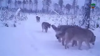 Волчья стая, заповедник 