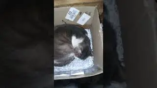 ✔ New lair🐯 cat🐈 Baby👶✔ 