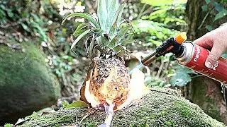 PINEAPPLE VS GAS TORCH