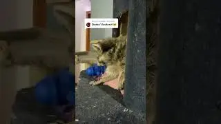 Cute Pet Compilation 