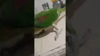 parrot making videos on trending songs #parrot #birds #cute #music #parrots #shorts