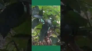 green snake 🐍🐍🐍🐍🐍 