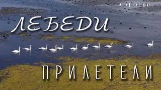 Лебеди на пруду в Березниках -  АЭРО100