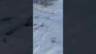 Привада на лису часть 1