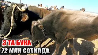 Кашкадарё Чирокчи бозорда 3 та БУКА 72 МЛН СОТИЛДИ