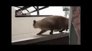Японский кот неудачник с проблемами со сцеплением