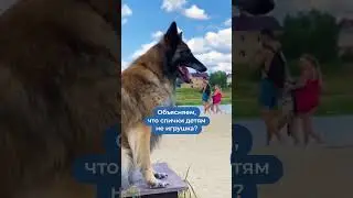 Пёсели спасатели