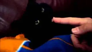 Kittens love...