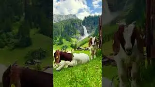 Switzerland 🇨🇭
