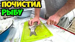 Сюжет из жизни в деревне о том, как я почистил, распотрошил и нарезал на стейки четыре карася