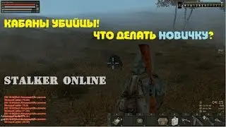 Stalker Online. Кабаны убийцы! Что делать новичку?