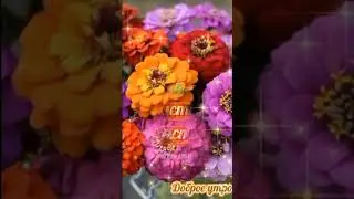 Замечательного настроения. С добрым утром! 🍰🍰🍰💖💖💖