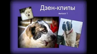 Новый формат моих видео - короткие видео с Дзена. Выпуск 1.
