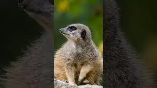 Кого едят сурикаты?