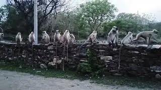 Monkey's whole family in kumbhalgarh wildlife sanctuary | Kumbhalgarh | animals | #themonkeyking |