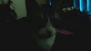 Not so chatty cats