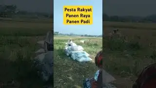 Pesta panen padi di sawah #alamindonesia #pedesaanjawabarat
