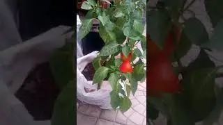 Болгарский перец в мешке с компостом.