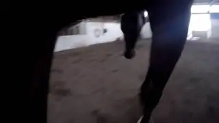 Lunging Ashaya (girth cam) 11/18/16