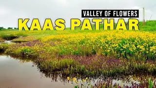 Kaas Pathar |  Valley of flowers | Kaas Plateau |  Best place in Maharashtra | Satara