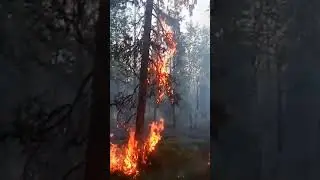 ВОТ ТАК ГОРИТ ЛЕС НА СЕВЕРЕ!