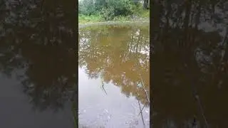 Рыба в луже