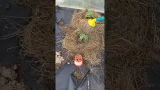 Огородница вырастила арбузы там, где другие их и не выращивали!