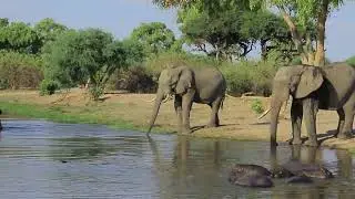 The Hippos And The Elephants Together With No ONE Intending to FIGHT