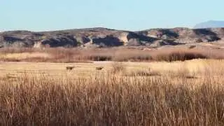 Bosque del Apache and White Sands National Monument