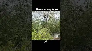 Как мы спилили карагач