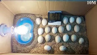 BEST INCUBATOR FOR CHICKEN EGGS | HATCHING EGGS | DIY HOMEMADE | CARDBOARD BOX EGG INCUBATOR