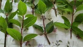 Как укоренить черенки гортензии?