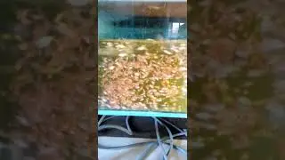 Барбус огненный