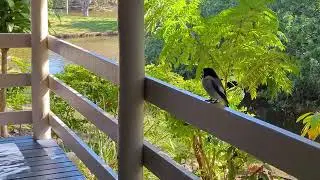 Wild bird communicating with man and hand feeding