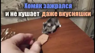 Хомяк решил выпендрится и отказаться от вкусняшек