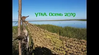 Охота на утку. Первые утки осеннего сезона 2019.