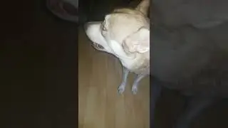 Hairy Russian Speaking Broken English