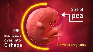 6 Weeks Pregnant: A Complete Guide on Fetal Development