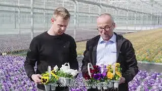 Delta Pro at grower Wouters| Dutch