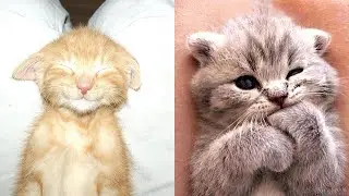 Baby Cats - Cute & Funny Cat Videos Compilation #9