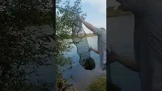 Улов за 4 часа рыбалки на реке. #рыбалка #рыбалкавидео