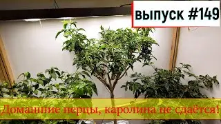 149 Домашние перцы, каролина не сдаётся! 10.08.2024