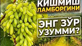 🍇 ЛАМБОРЖИНИ КИШМИШ | ЙИРИК ВА УРУҒСИЗ УЗУМ | ЮҚОРИ ҲОСИЛ СИРИ